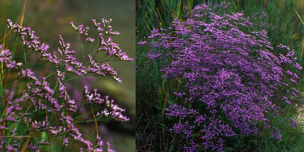 Flora delle dune